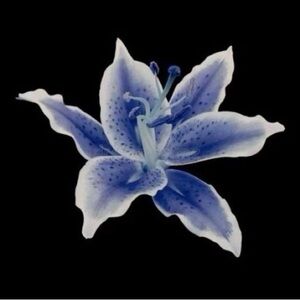 Meet The Posher ⋆˚࿔